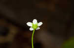 Seaside brookweed <BR>Water pimpernel